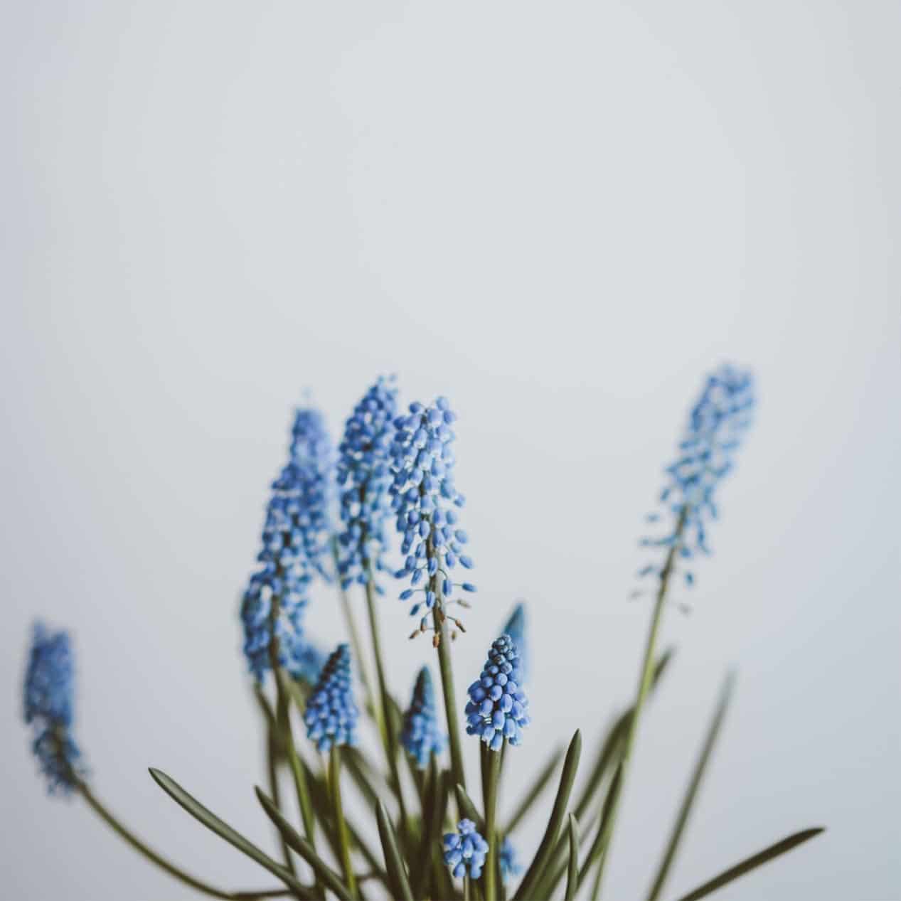 flowers-2